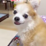 愛犬エース😊