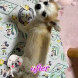 ☆愛犬エース☆