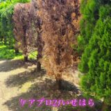 ☆ケアプロ21いせはら☆