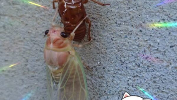 ☆ケアプロ21はだの☆