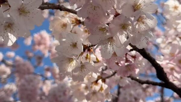 ☆桜☆