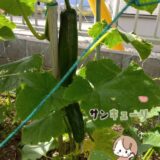 ☆ケアプロ21いずみ☆