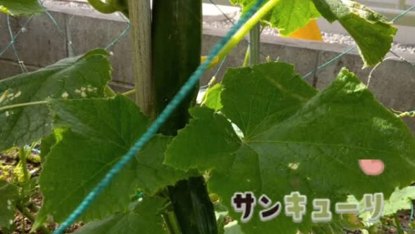 ☆ケアプロ21いずみ☆